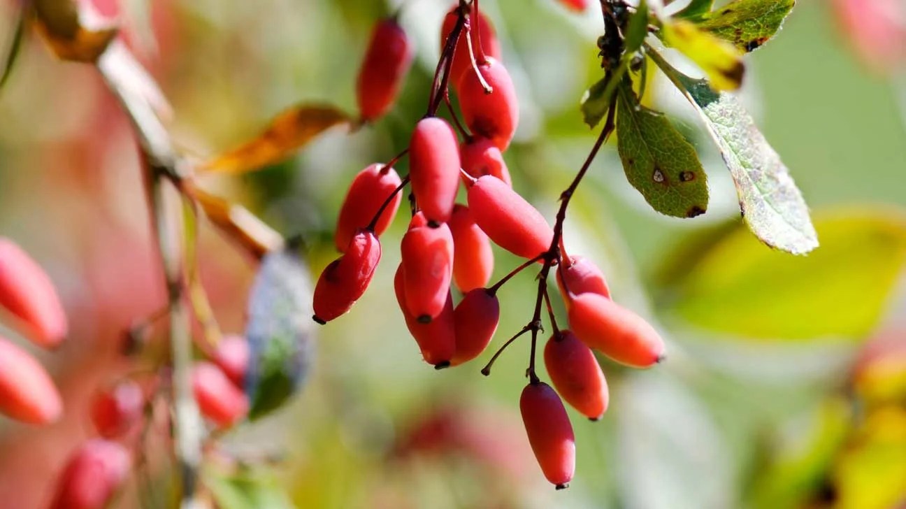Nature's Metabolic Master Switch: Why Berberine is Taking Over